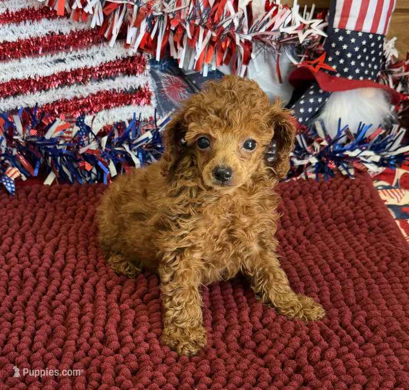 Cinders – Poodle - Toy  puppy for sale in Gaffney, SC