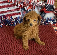 Cinders, a female Poodle - Toy  for sale in Gaffney, SC – 1 of 2