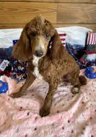 Travis, a male Poodle - Miniature  for sale in Gaffney, SC – 3 of 3