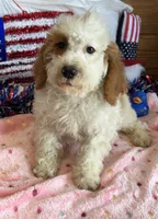 Carl, a male Miniature Labradoodle for sale in Gaffney, SC – 2 of 3