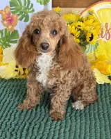 Ruby, a female Poodle - Toy  for sale in Gaffney, SC – 1 of 3