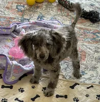 Speckles, a male Poodle - Toy  for sale in Gaffney, SC – 4 of 4