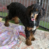 Tator, a male Poodle - Miniature  for sale in Gaffney, SC – 2 of 5