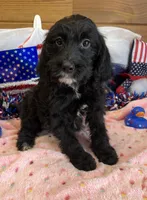 Jet, a female Miniature Labradoodle for sale in Gaffney, SC – 2 of 3