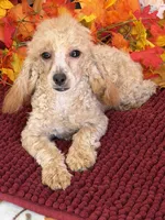 Stella, a female Poodle - Miniature  for sale in Gaffney, SC – 3 of 4