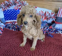 Finn, a male Poodle - Toy  for sale in Gaffney, SC – 2 of 6