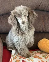 Speckles, a male Poodle - Toy  for sale in Gaffney, SC – 4 of 5