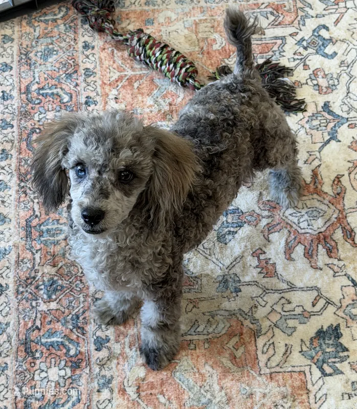 Puzzle – Poodle - Toy  puppy for sale in Gaffney, SC