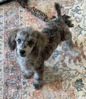Puzzle, a male Poodle - Toy  for sale in Gaffney, SC – 1 of 5