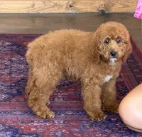 Maverick, a male Miniature Labradoodle for sale in Gaffney, SC – 1 of 4