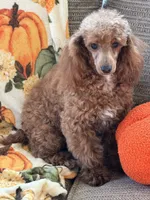 Finn, a male Poodle - Toy  for sale in Gaffney, SC – 3 of 9