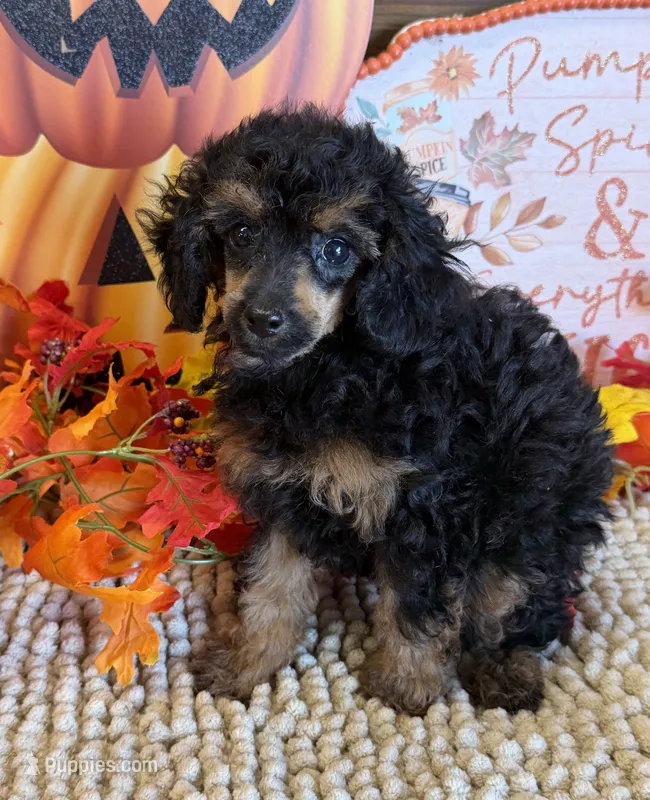 Anna – Poodle - Toy  puppy for sale in Gaffney, SC