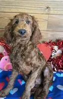 Rip, a male Miniature Goldendoodle for sale in Gaffney, SC – Photo 1 of 4
