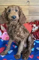 Rip, a male Miniature Goldendoodle for sale in Gaffney, SC – Photo 3 of 4