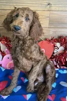 Rip, a male Miniature Goldendoodle for sale in Gaffney, SC – Photo 4 of 4