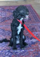 Jet, a female Miniature Labradoodle for sale in Gaffney, SC – 6 of 6