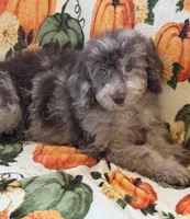 Sally, a female Miniature Labradoodle for sale in Gaffney, SC – 2 of 8