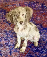 Speckles, a male Poodle - Miniature  for sale in Gaffney, SC – 7 of 7