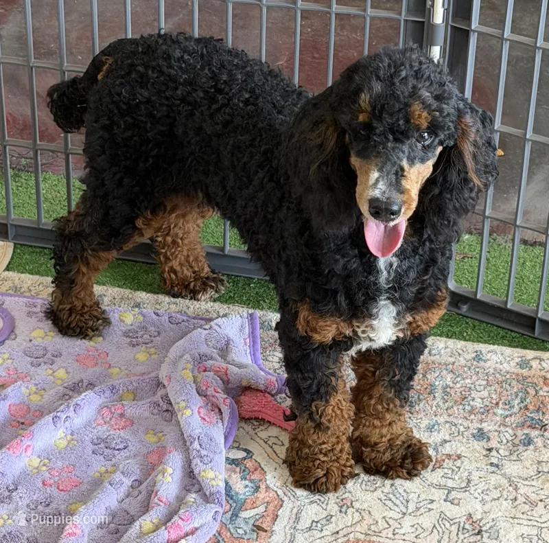 Tator – Poodle - Miniature  puppy for sale in Gaffney, SC