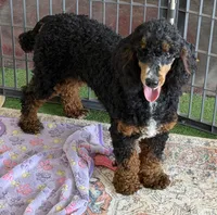 Tator, a male Poodle - Miniature  for sale in Gaffney, SC – 1 of 5