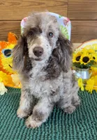 Speckles, a male Poodle - Toy  for sale in Gaffney, SC – 3 of 4