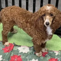 Boomer, a male Poodle - Miniature  for sale in Gaffney, SC – Photo 4 of 9