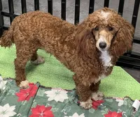 Boomer, a male Poodle - Miniature  for sale in Gaffney, SC – Photo 4 of 9