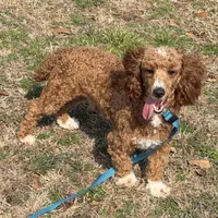 Boomer, a male Poodle - Miniature  for sale in Gaffney, SC – Photo 9 of 9