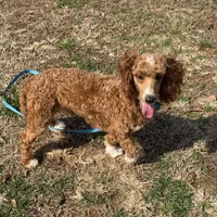 Boomer, a male Poodle - Miniature  for sale in Gaffney, SC – Photo 7 of 9