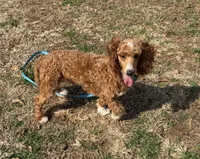 Boomer, a male Poodle - Miniature  for sale in Gaffney, SC – Photo 7 of 9
