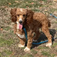 Boomer, a male Poodle - Miniature  for sale in Gaffney, SC – Photo 3 of 9