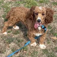 Boomer, a male Poodle - Miniature  for sale in Gaffney, SC – Photo 2 of 9