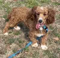 Boomer, a male Poodle - Miniature  for sale in Gaffney, SC – Photo 2 of 9