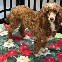 Boomer, a male Poodle - Miniature  for sale in Gaffney, SC – Photo 8 of 9
