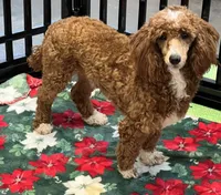 Boomer, a male Poodle - Miniature  for sale in Gaffney, SC – Photo 8 of 9