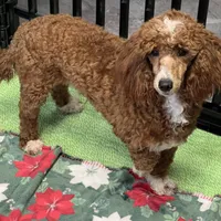 Boomer, a male Poodle - Miniature  for sale in Gaffney, SC – Photo 5 of 9