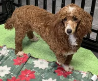 Boomer, a male Poodle - Miniature  for sale in Gaffney, SC – Photo 5 of 9