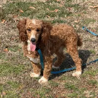 Boomer, a male Poodle - Miniature  for sale in Gaffney, SC – Photo 1 of 9