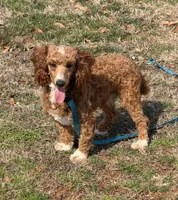 Boomer, a male Poodle - Miniature  for sale in Gaffney, SC – Photo 1 of 9