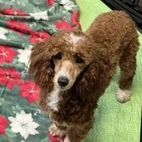 Boomer, a male Poodle - Miniature  for sale in Gaffney, SC – Photo 6 of 9