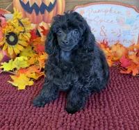 Goblin, a female Poodle - Toy  for sale in Gaffney, SC – 3 of 3