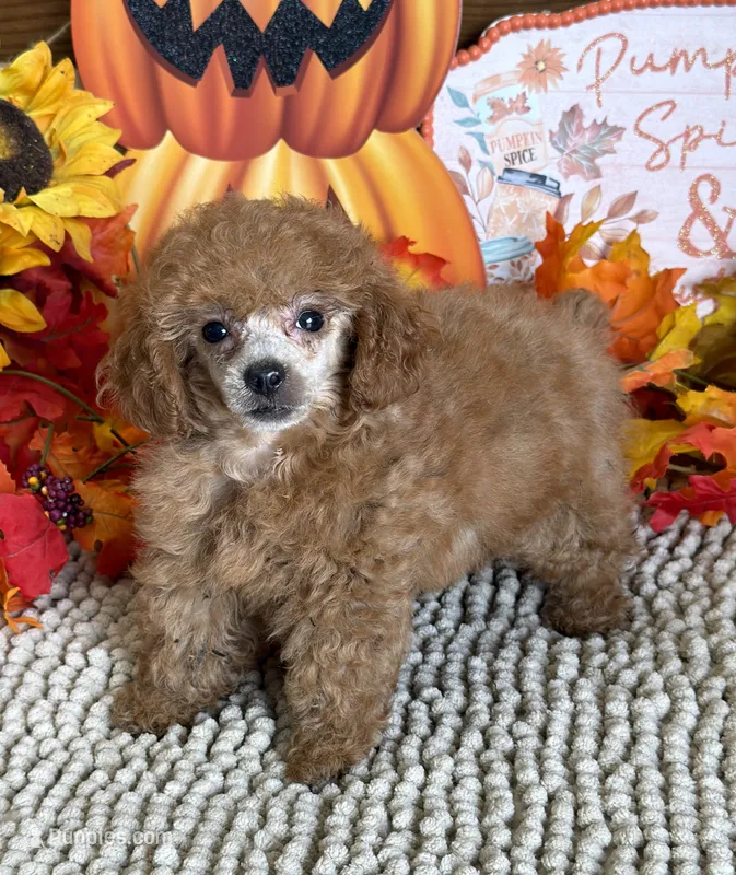 Rose – Poodle - Toy  puppy for sale in Gaffney, SC