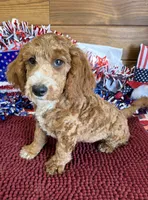 Squirt, a male Miniature Labradoodle for sale in Gaffney, SC – 3 of 3