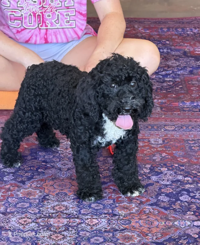 Jade – Miniature Labradoodle puppy for sale in Gaffney, SC