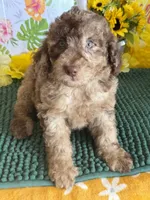 Sally, a female Miniature Labradoodle for sale in Gaffney, SC – 2 of 3