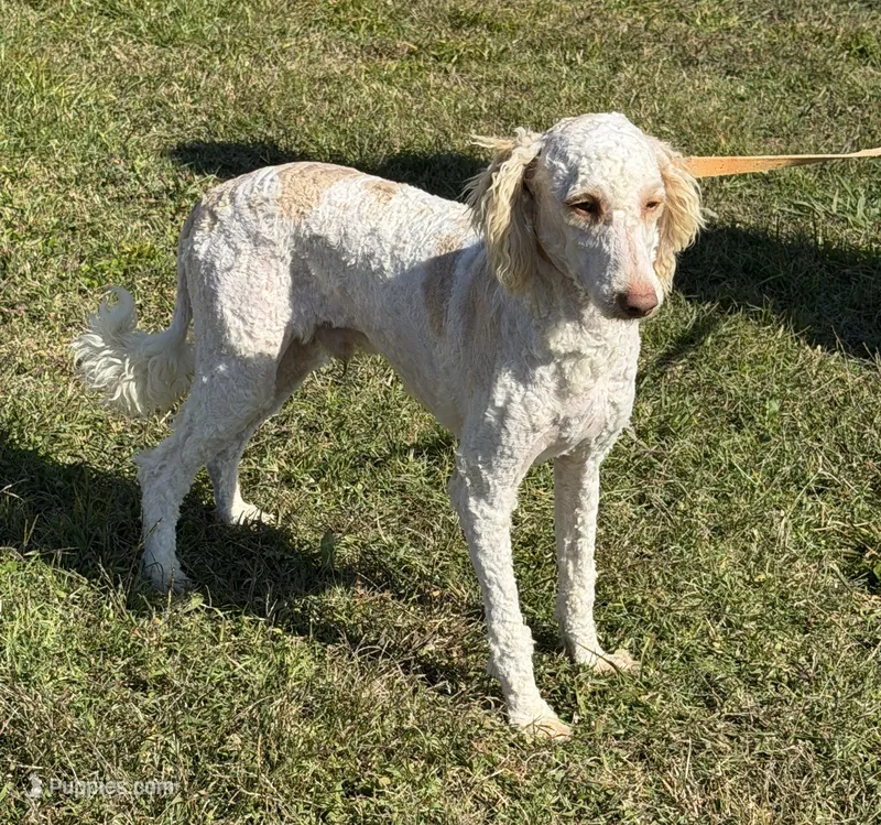 Spirit – Miniature Goldendoodle puppy for sale in Gaffney, SC