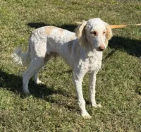 Spirit, a male Miniature Goldendoodle for sale in Gaffney, SC – 1 of 3