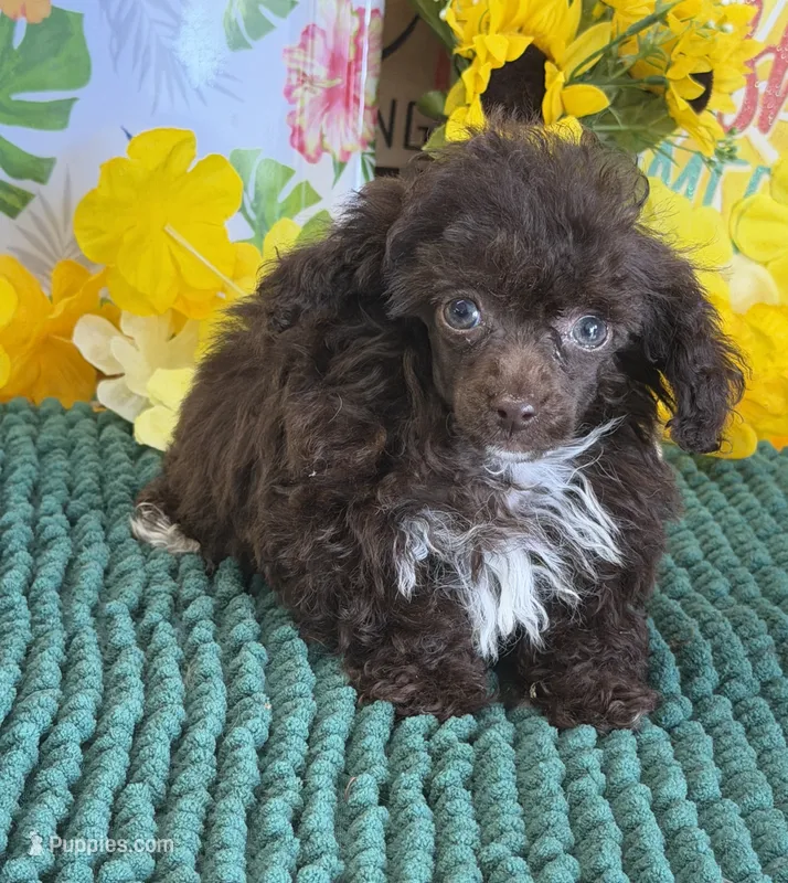 Brownie – Poodle - Toy  puppy for sale in Gaffney, SC