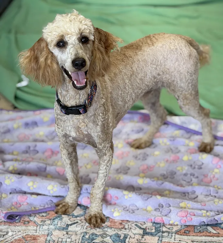 Ben – Poodle - Miniature  puppy for sale in Gaffney, SC
