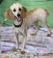 Ben, a male Poodle - Miniature  for sale in Gaffney, SC – 1 of 3